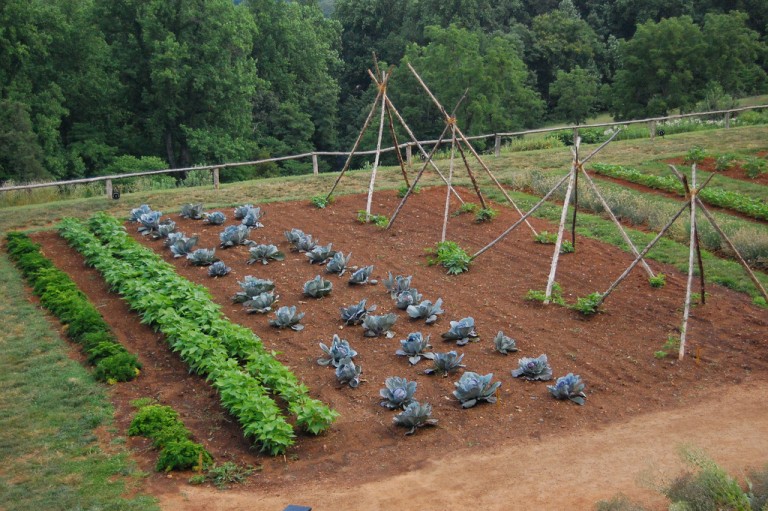 Why Organic is Safest